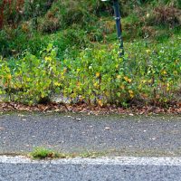 Plutôt que de laisser à la nature de maigres espaces intersticiels,