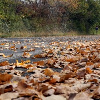 Ces feuilles mortes qui s’accumulent sur le tarmac,