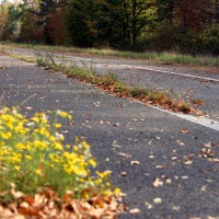 Bienvenues aux gallinacées de toutes plumes : voici votre paradis !