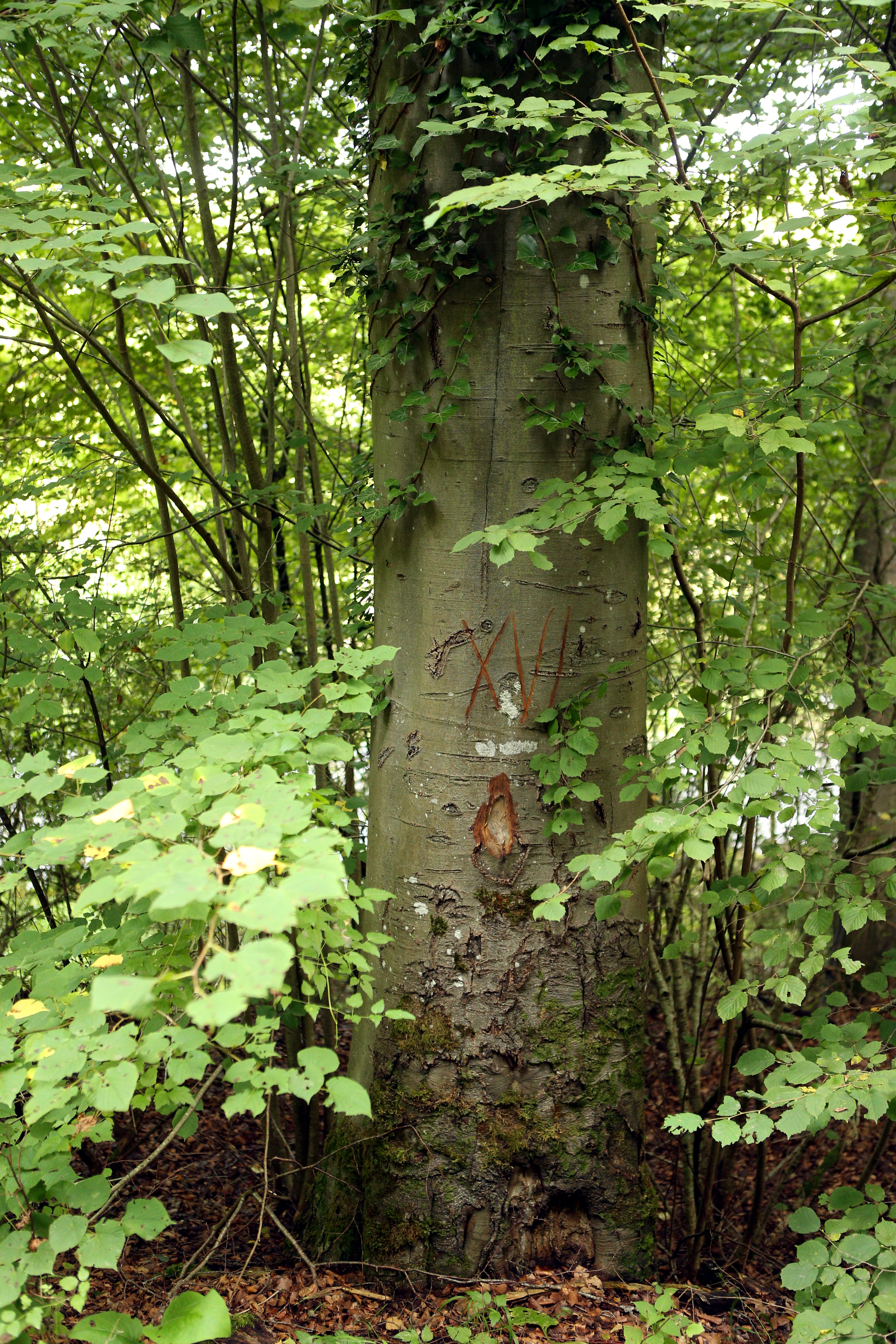 Réserve forestière d'Ellinchamps à Resteigne