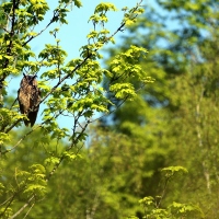 hibou grand-duc