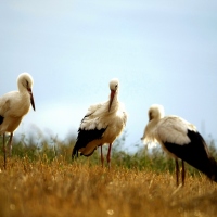 cigogne blanche