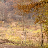 coupe forestière à l'automne