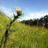 papillons argus sur chardon