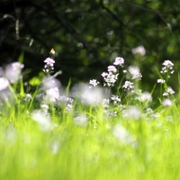 aurore et cardamine