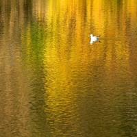 mouette