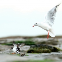 mouette et tournepierre