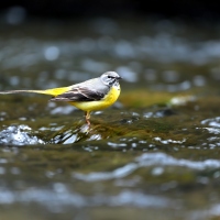 bergeronnette des ruisseaux