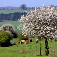 bocage agricole