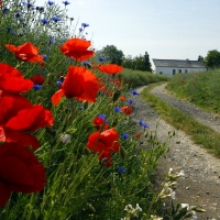 respect des bordures agricoles