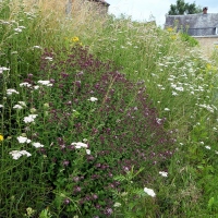 bord de route fleuri