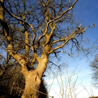 arbre cornier