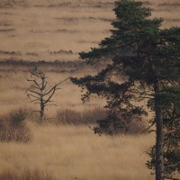 Fagne de Malchamps - Cas d'école SPA