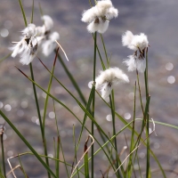 Linaigrette vaginée Malchamps 05-2009 - Cas d'école SPA