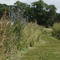 Chicorée sauvage UCM Naninne zone de quiétude 09-07-2015